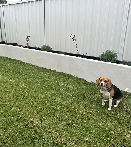 Dog sitting on a backyard lawn beside a raised planter and white fence